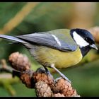 - Kohlmeise - ( Parus major )