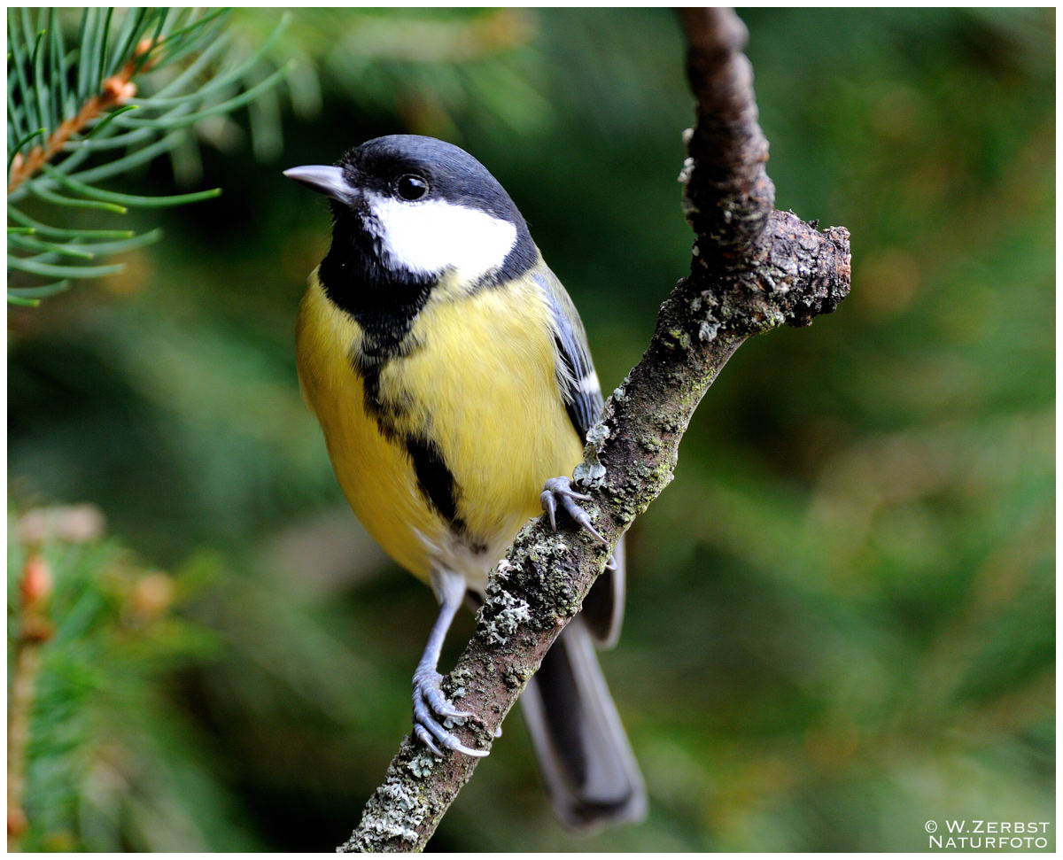 - Kohlmeise - ( Parus major )