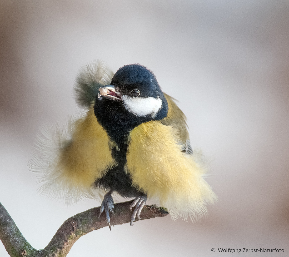  -KOHLMEISE - ( Parus major )