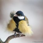  -KOHLMEISE - ( Parus major )