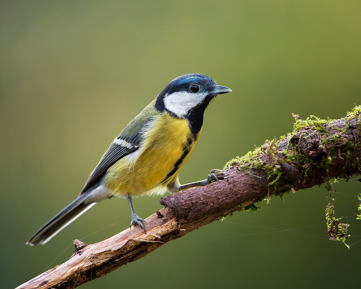 Kohlmeise (Parus major)