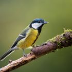 Kohlmeise (Parus major)