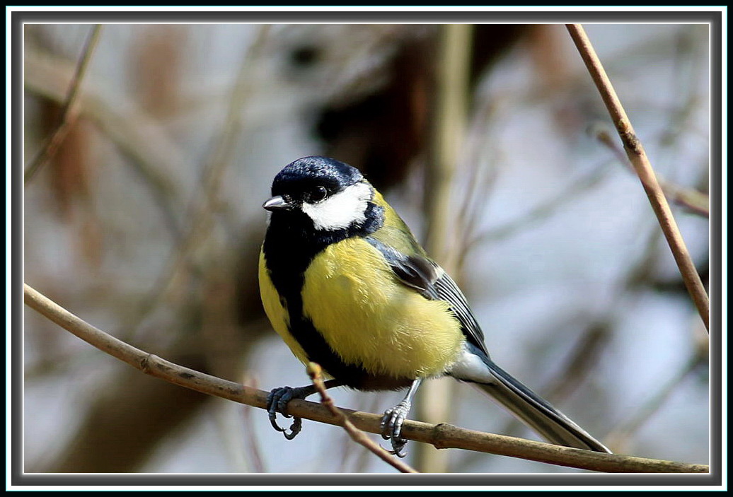 Kohlmeise [Parus major]