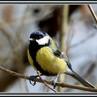 Kohlmeise [Parus major]