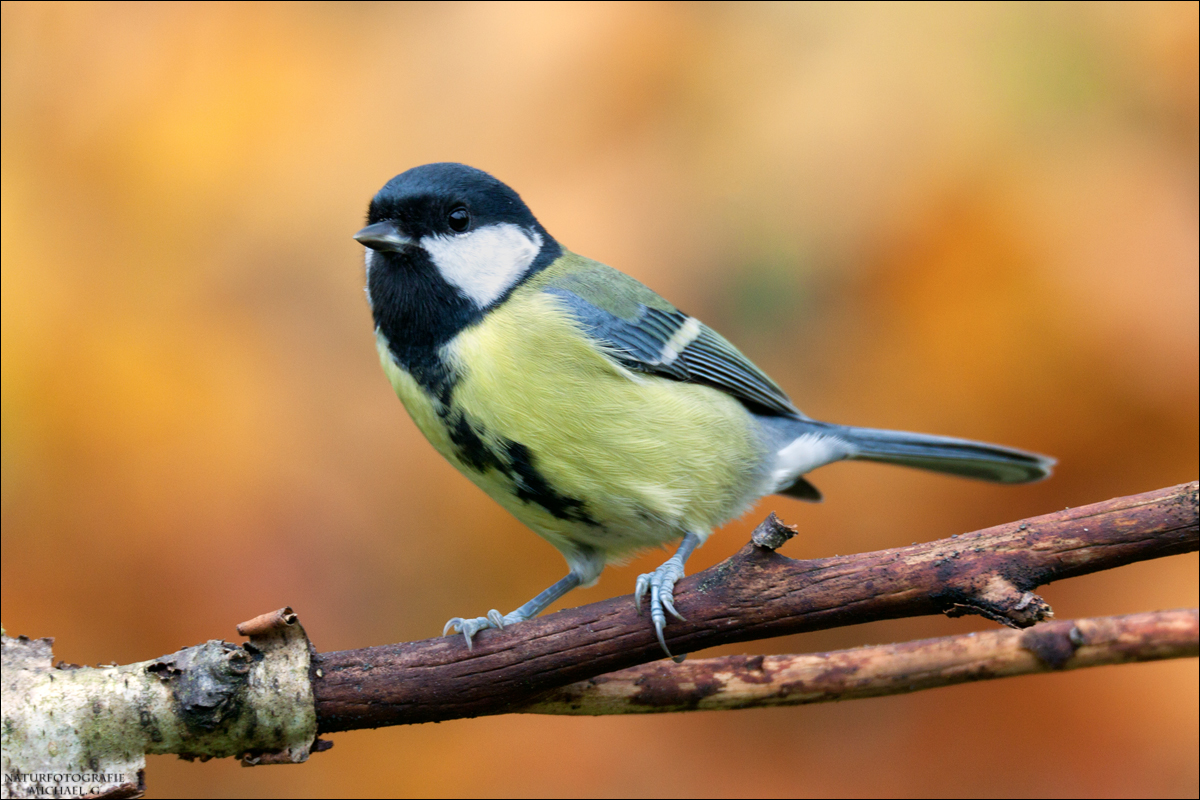  Kohlmeise (Parus major)