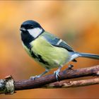  Kohlmeise (Parus major)