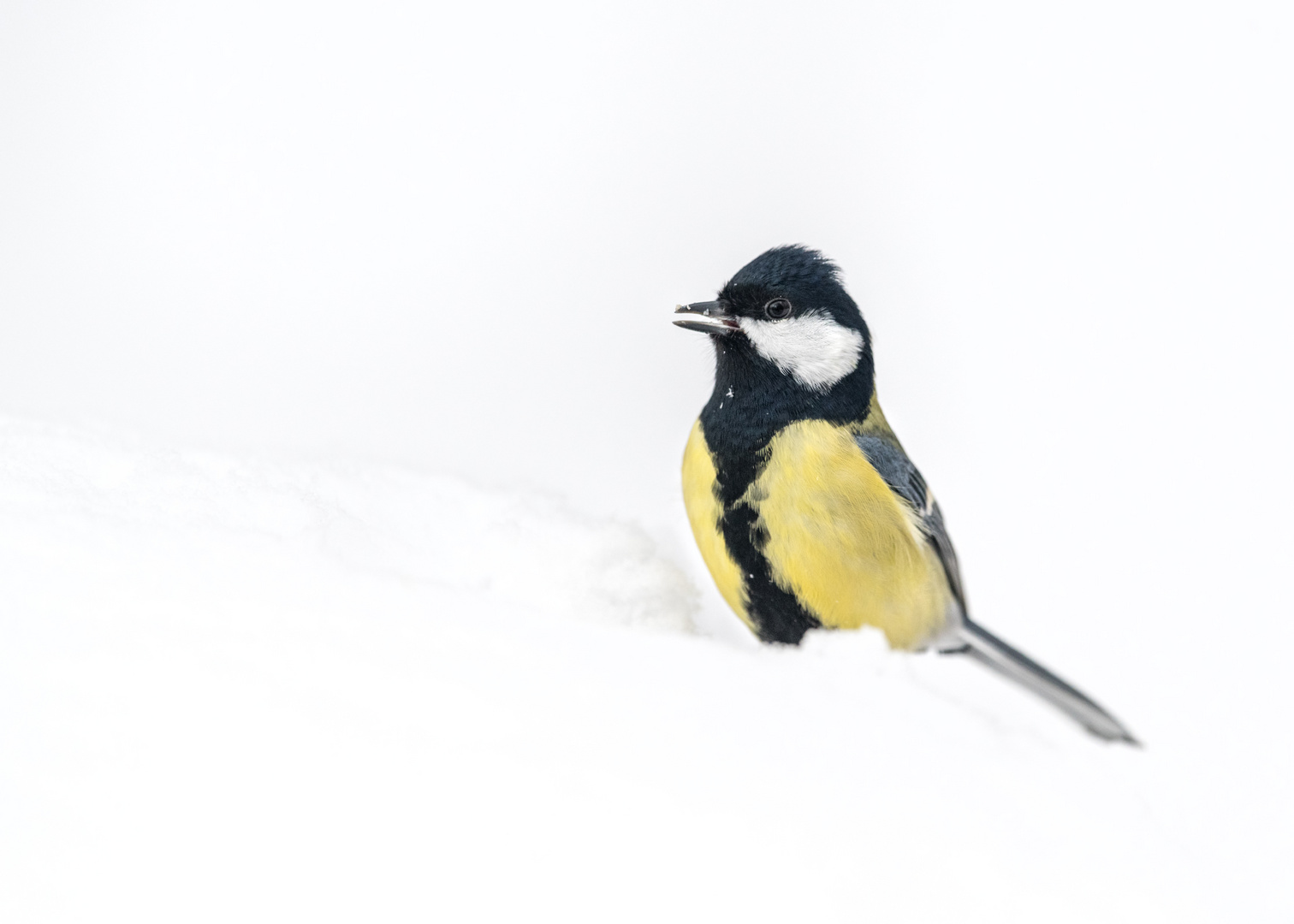 Kohlmeise (Parus major)