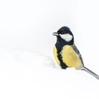 Kohlmeise (Parus major)