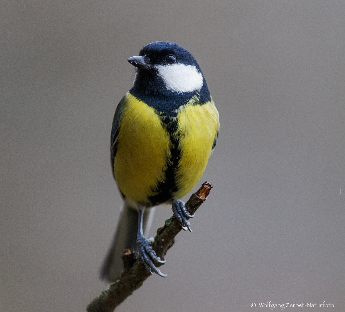  - KOHLMEISE -  ( Parus major )