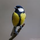  - KOHLMEISE -  ( Parus major )