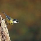 Kohlmeise (Parus major) 