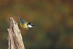 Kohlmeise (Parus major) 