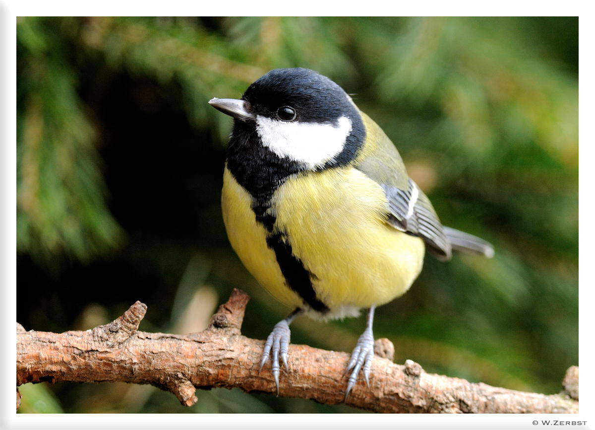 - Kohlmeise - (Parus major)