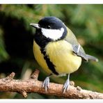 - Kohlmeise - (Parus major)