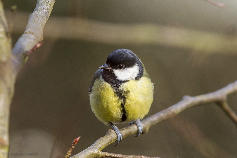 Kohlmeise (Parus major)