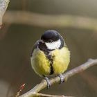 Kohlmeise (Parus major)