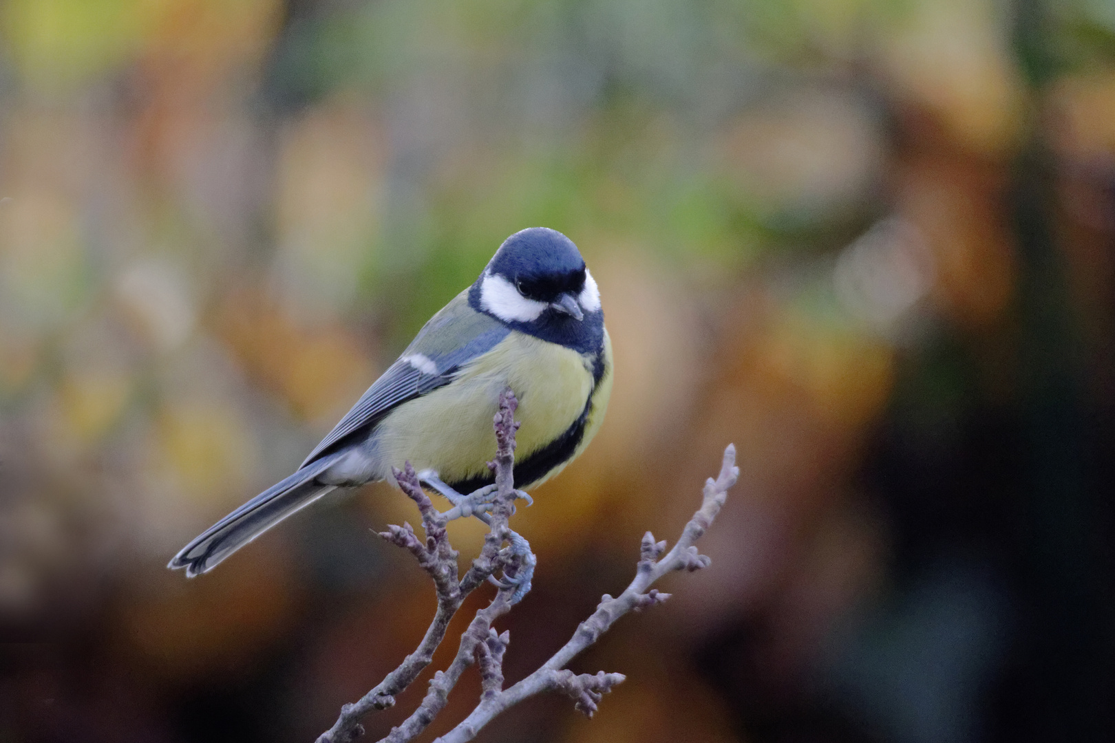 Kohlmeise (Parus major)