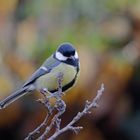 Kohlmeise (Parus major)