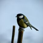 Kohlmeise (Parus major)