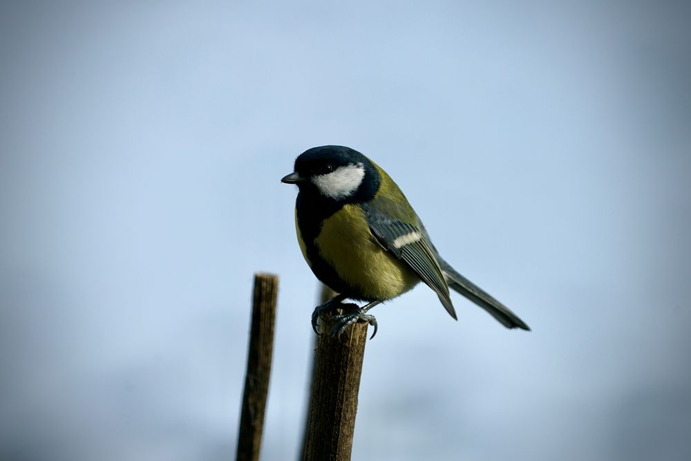 Kohlmeise (Parus major)