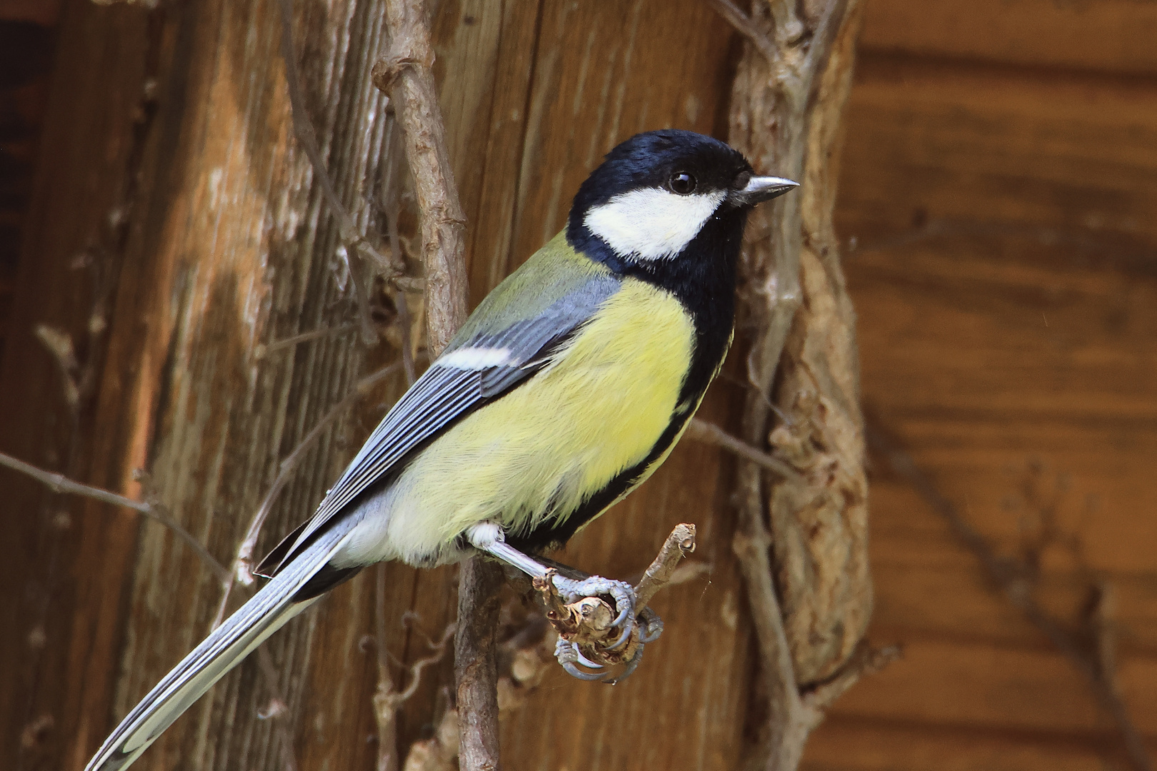 Kohlmeise Parus major