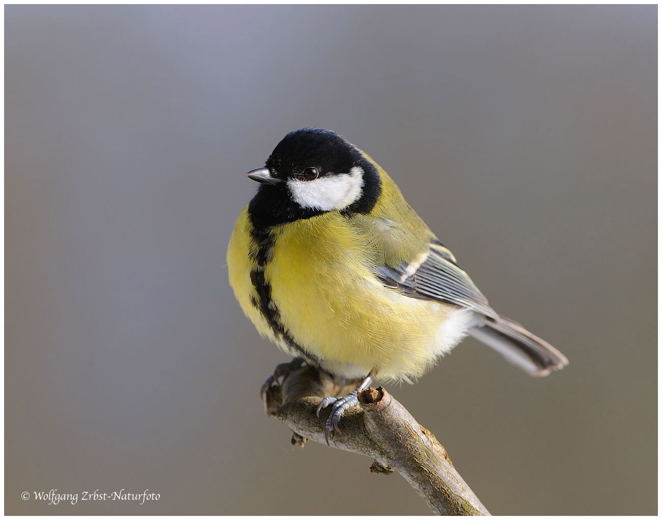 ---- Kohlmeise ---- ( Parus major )