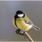 ---- Kohlmeise ---- ( Parus major )