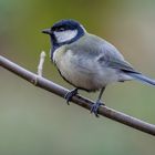 Kohlmeise (Parus major)