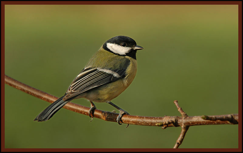 Kohlmeise (Parus Major)