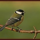 Kohlmeise (Parus Major)