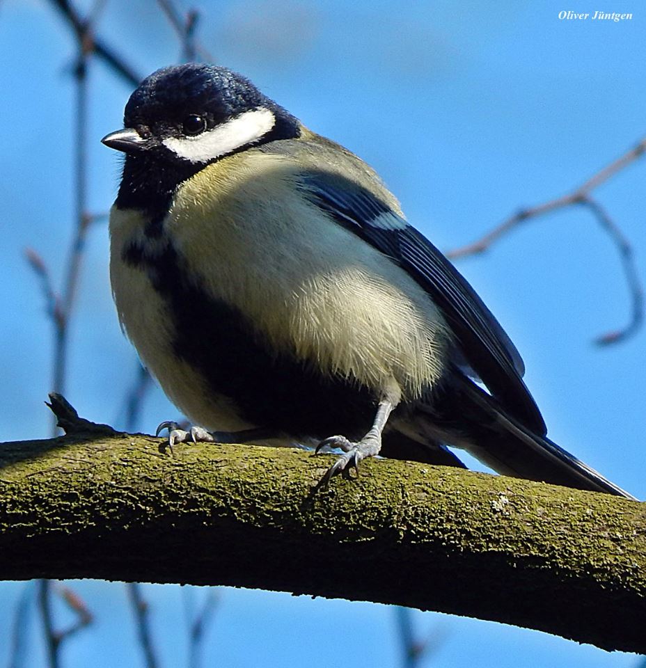 Kohlmeise (Parus major)