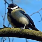 Kohlmeise (Parus major)