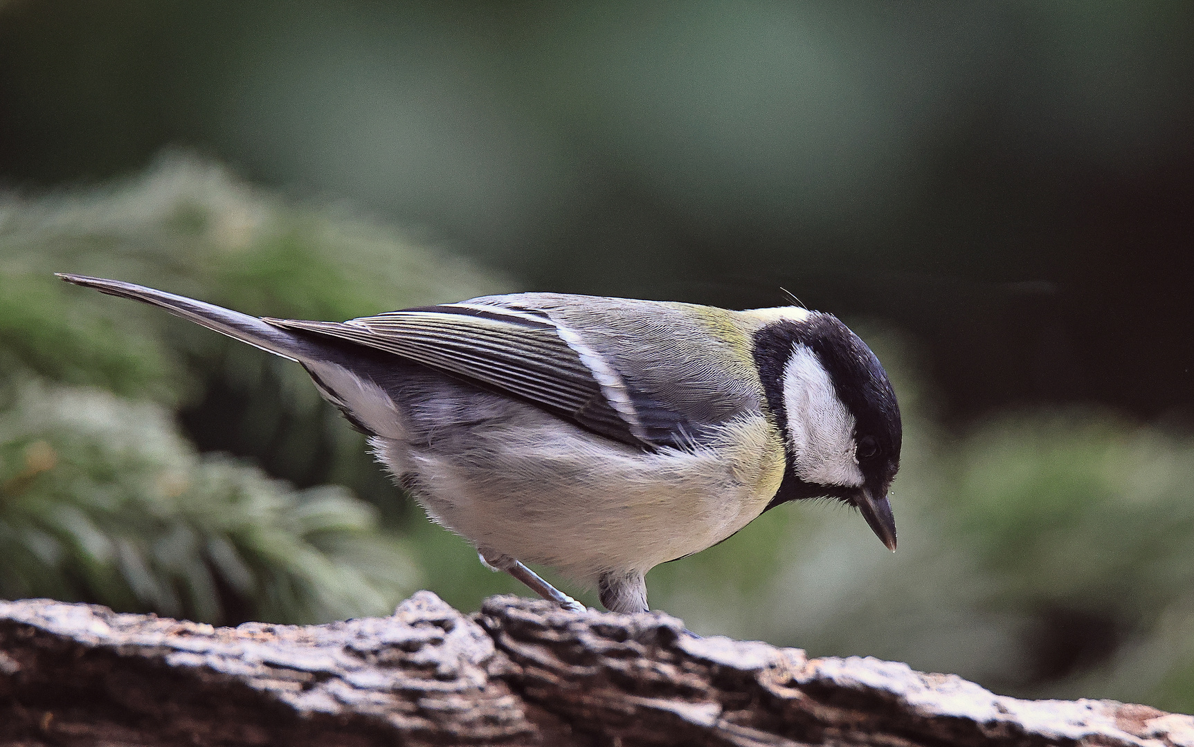 Kohlmeise Parus major