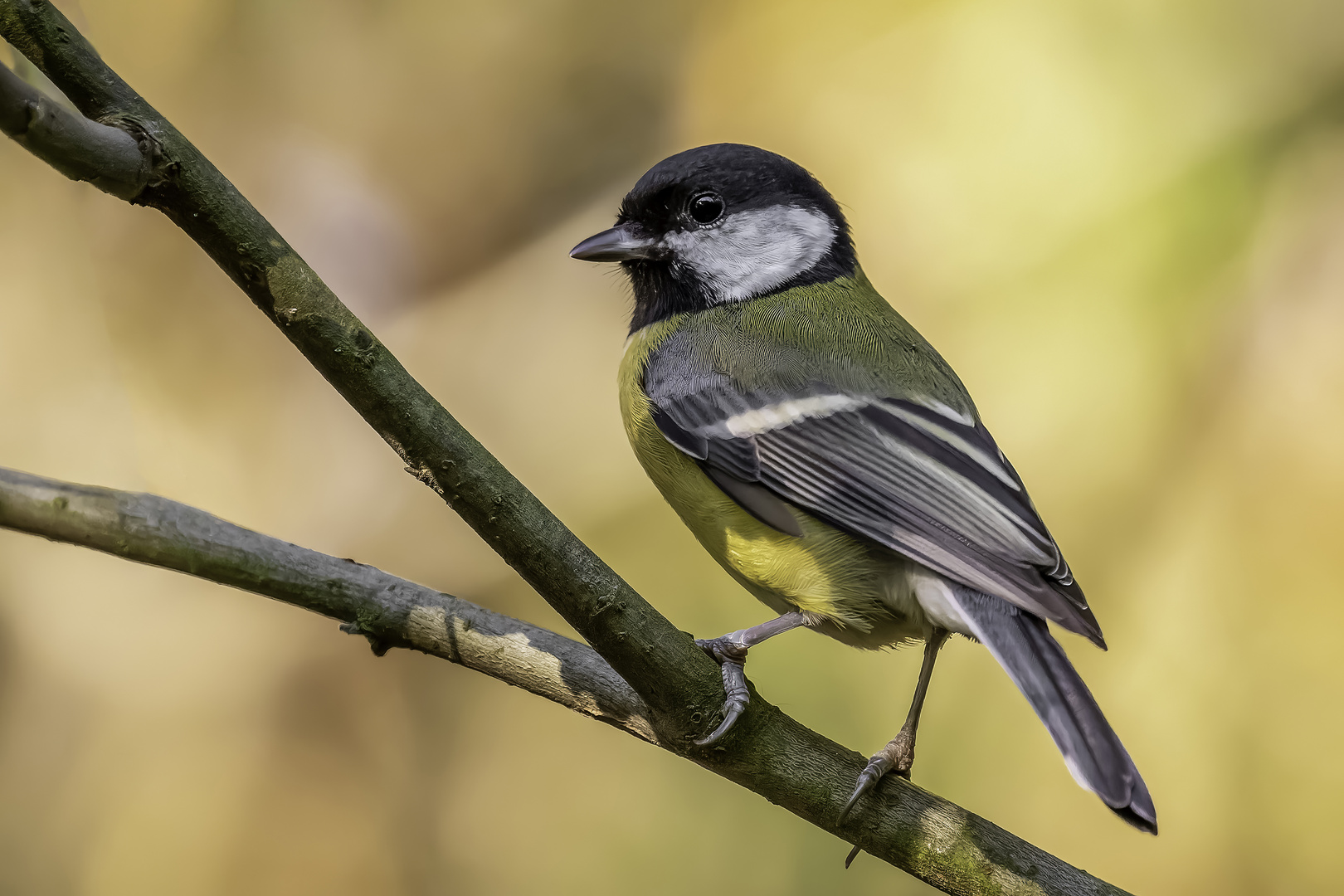 Kohlmeise (Parus major)