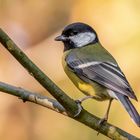 Kohlmeise (Parus major)