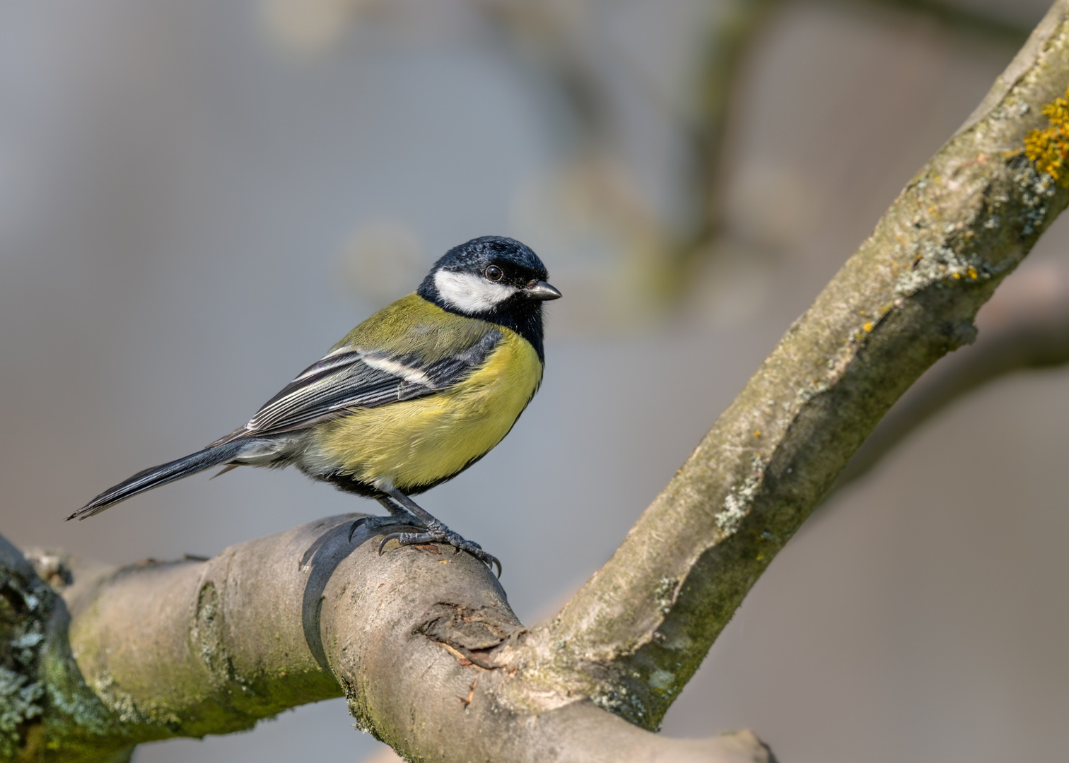 Kohlmeise (Parus major)