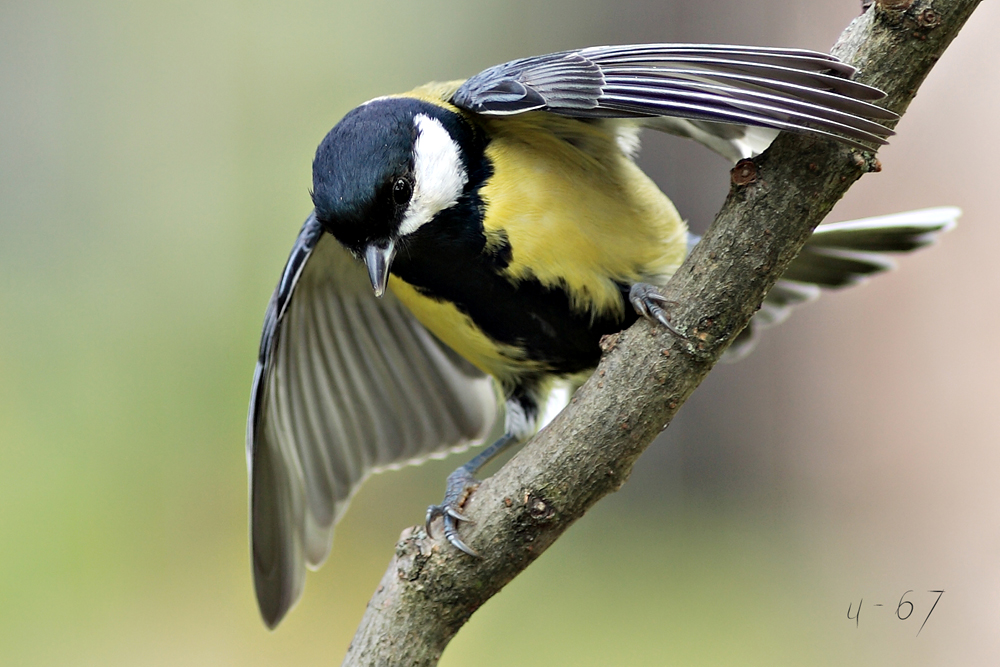 Kohlmeise ( Parus major )