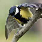 Kohlmeise ( Parus major )