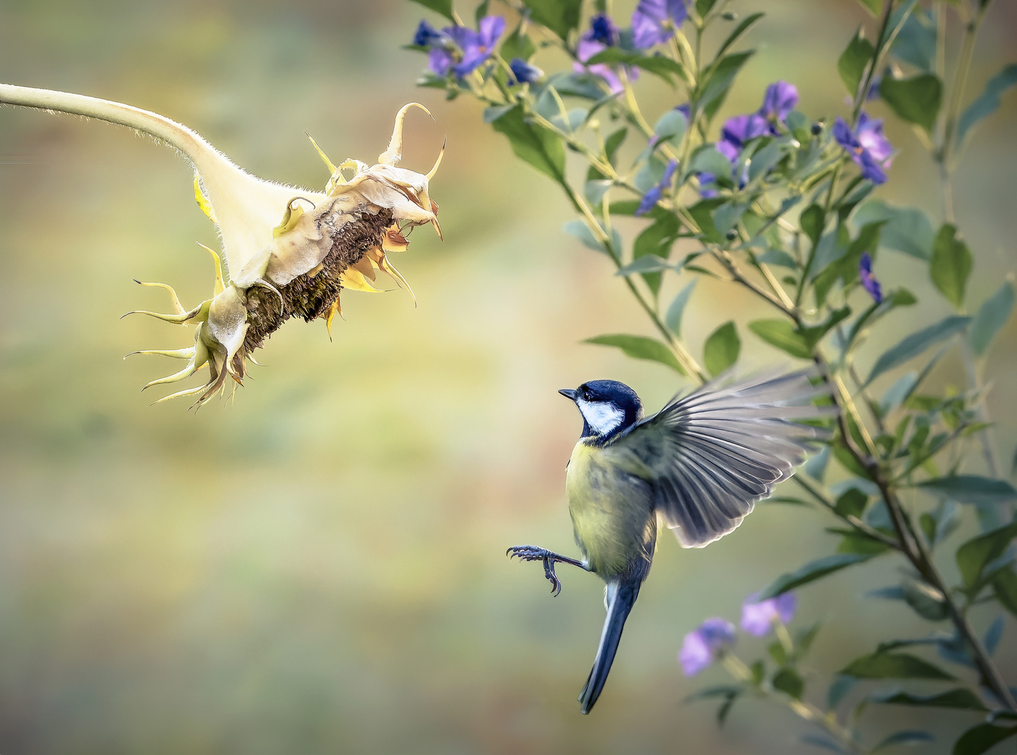 Kohlmeise (Parus major) 