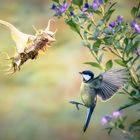 Kohlmeise (Parus major) 