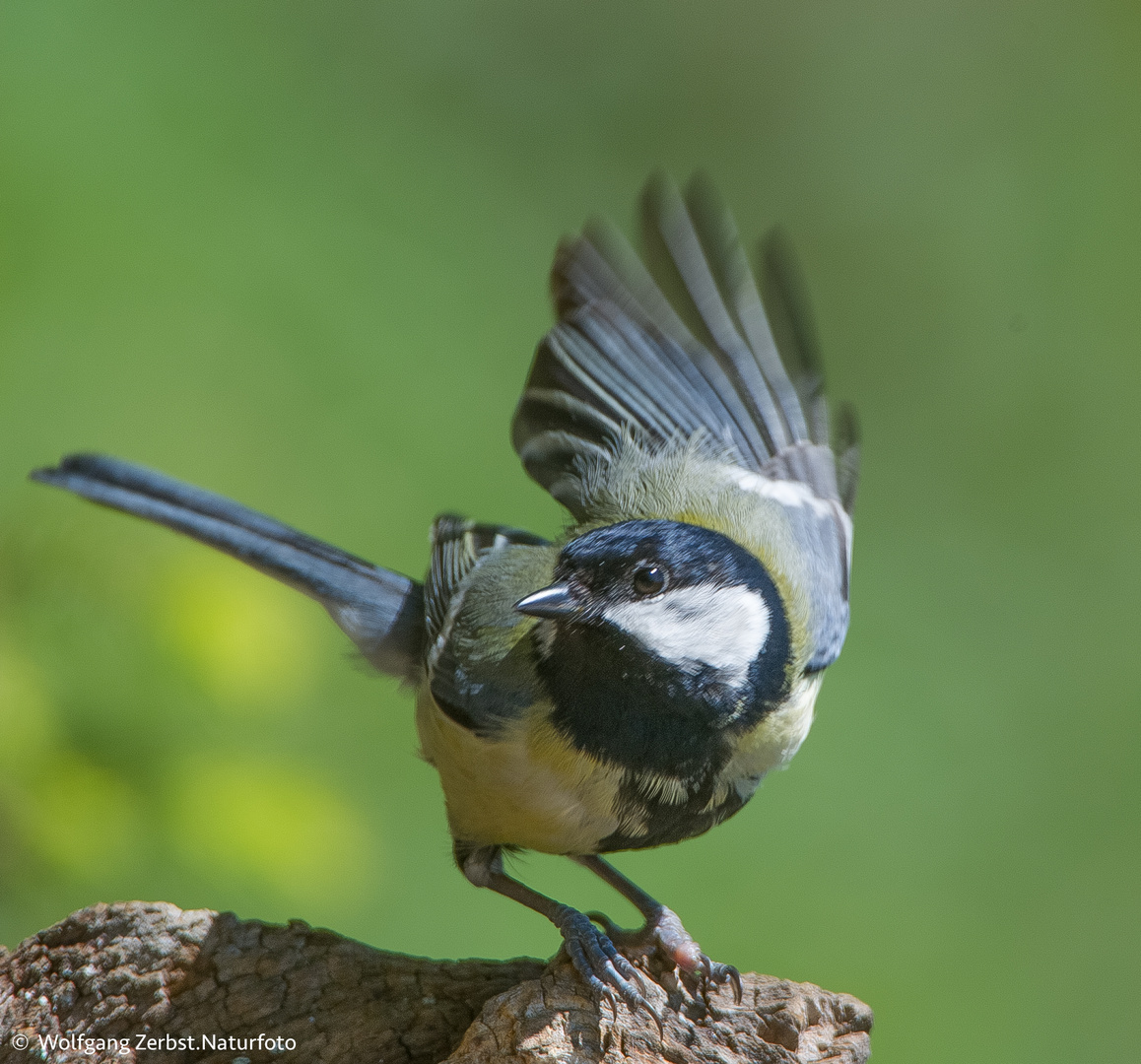 -- Kohlmeise --  ( Parus major ) 