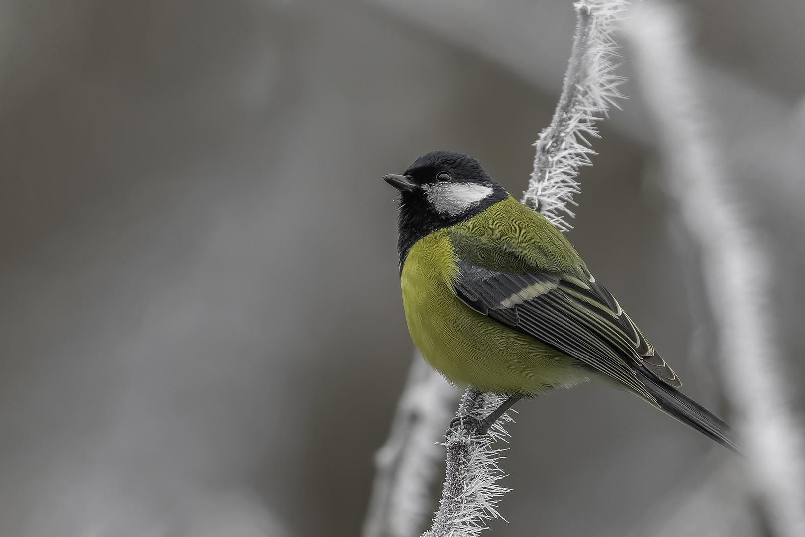 Kohlmeise (Parus major)