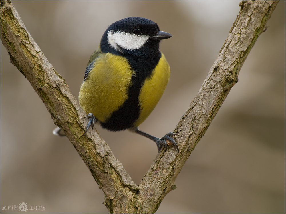 Kohlmeise - Parus major