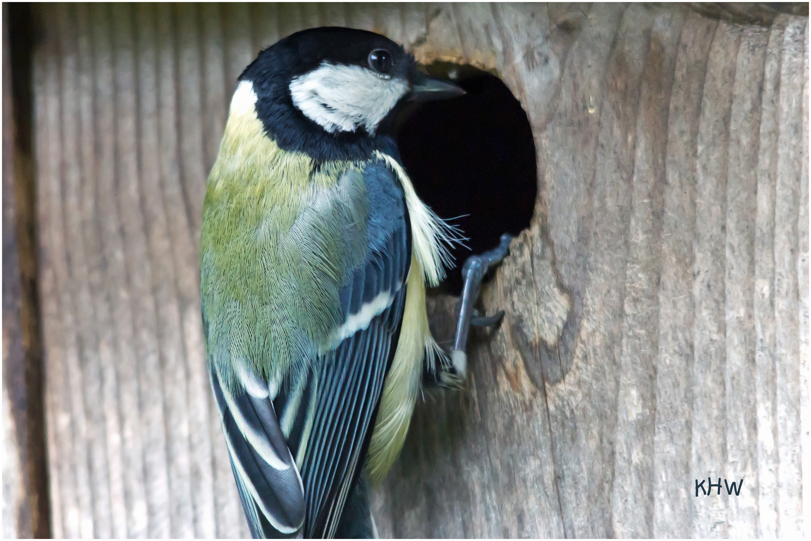 Kohlmeise (Parus major) am Nistkasten