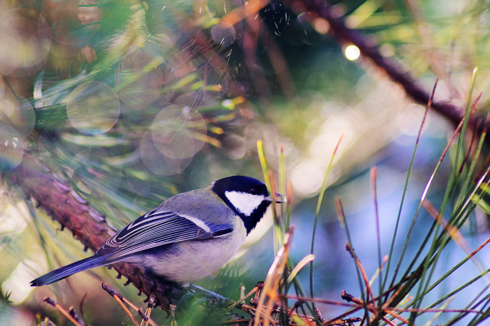 Kohlmeise (Parus major) an einem sonnigen Wintertag 