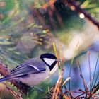 Kohlmeise (Parus major) an einem sonnigen Wintertag 