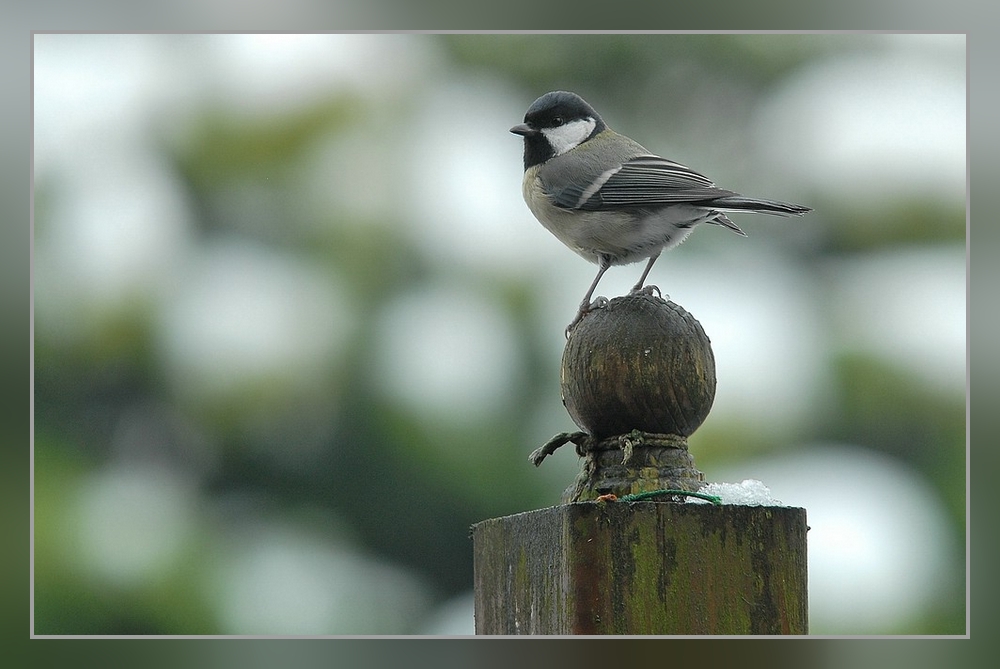 Kohlmeise (Parus major)