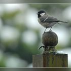 Kohlmeise (Parus major)