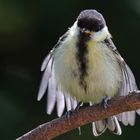 Kohlmeise Parus major