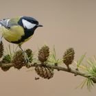 Kohlmeise (Parus major)